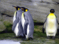 Pingwin królewski